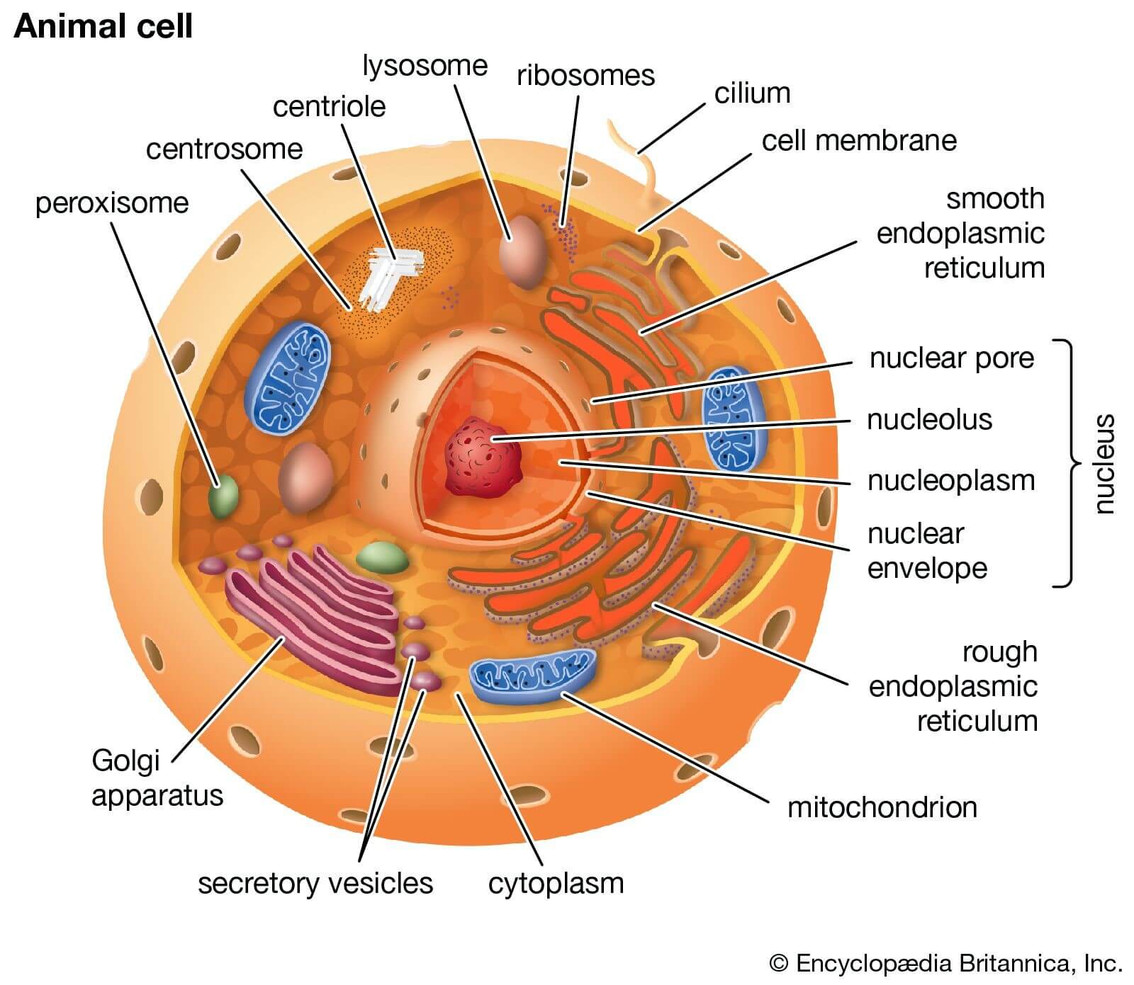 Module 1: Cells as a Basis of Life | HSCOne